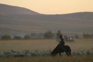 sheep herder in Kazahkstan A sheep hearder in rural Kazahkstan