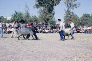 rams