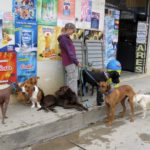 Perros de Calle....grrrrrr