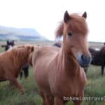 Icelandic Horses (3)