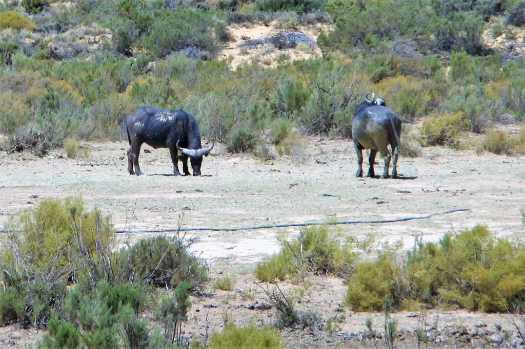 Wildlife safari from Cape Town buffalos