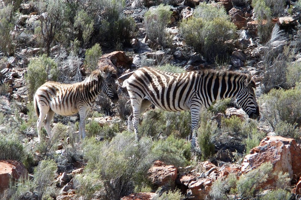 Wildlife safari from Cape Town zebras