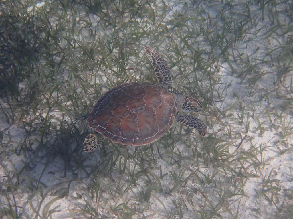 Best Snorkeling Spots in Turks & Caicos