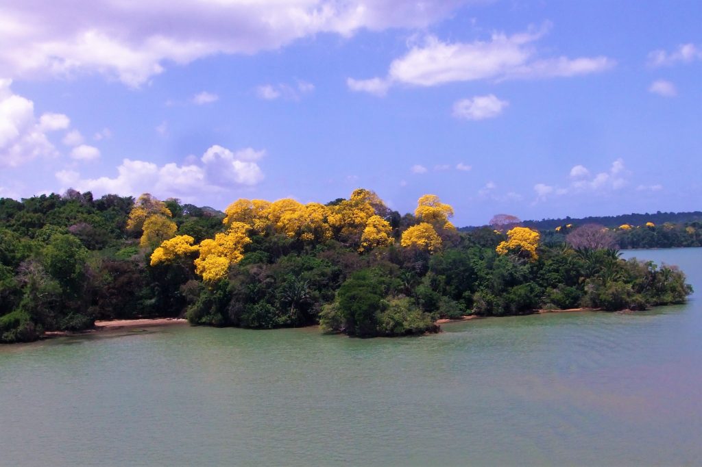 Cruise the Panama Canal yellow guayacan trees