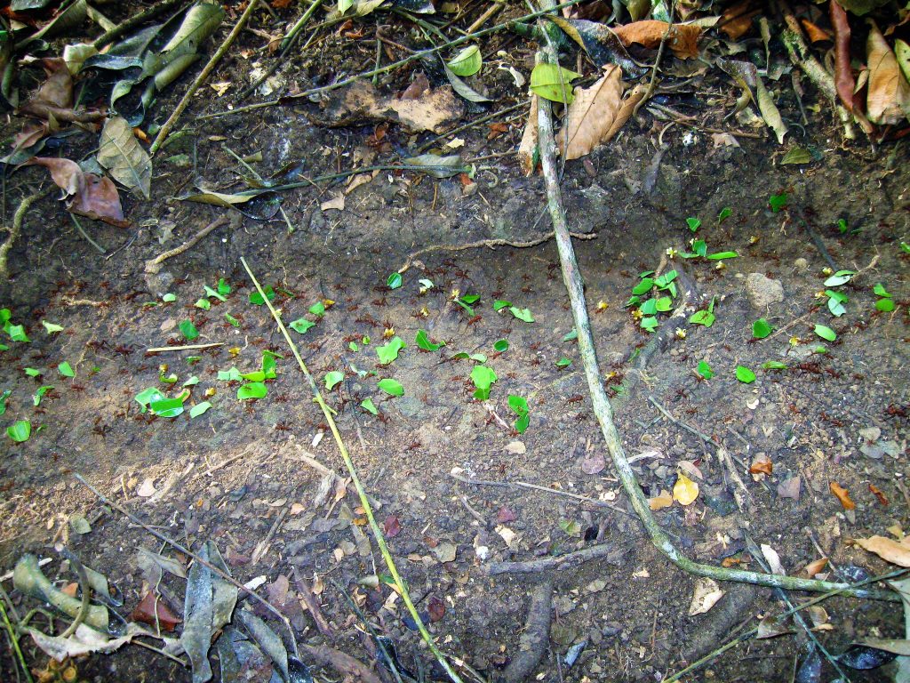 leafcutter ants wildlife in Gamboa