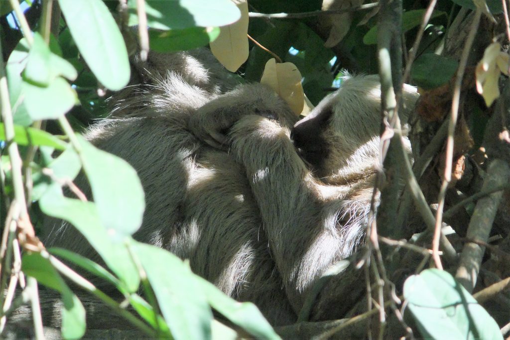 Sloth in tree Punta Culebra Best things to do in Panama City