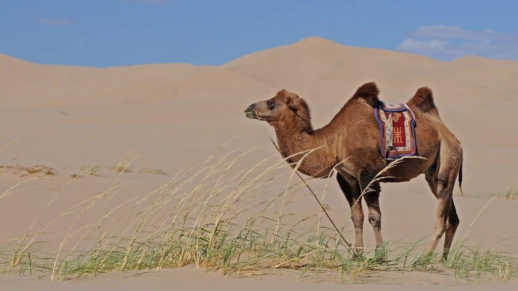 What to See and Do in Mongolia gobi camel