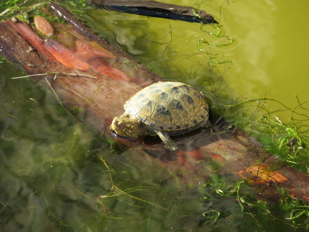 Butrint National Park turtle on log