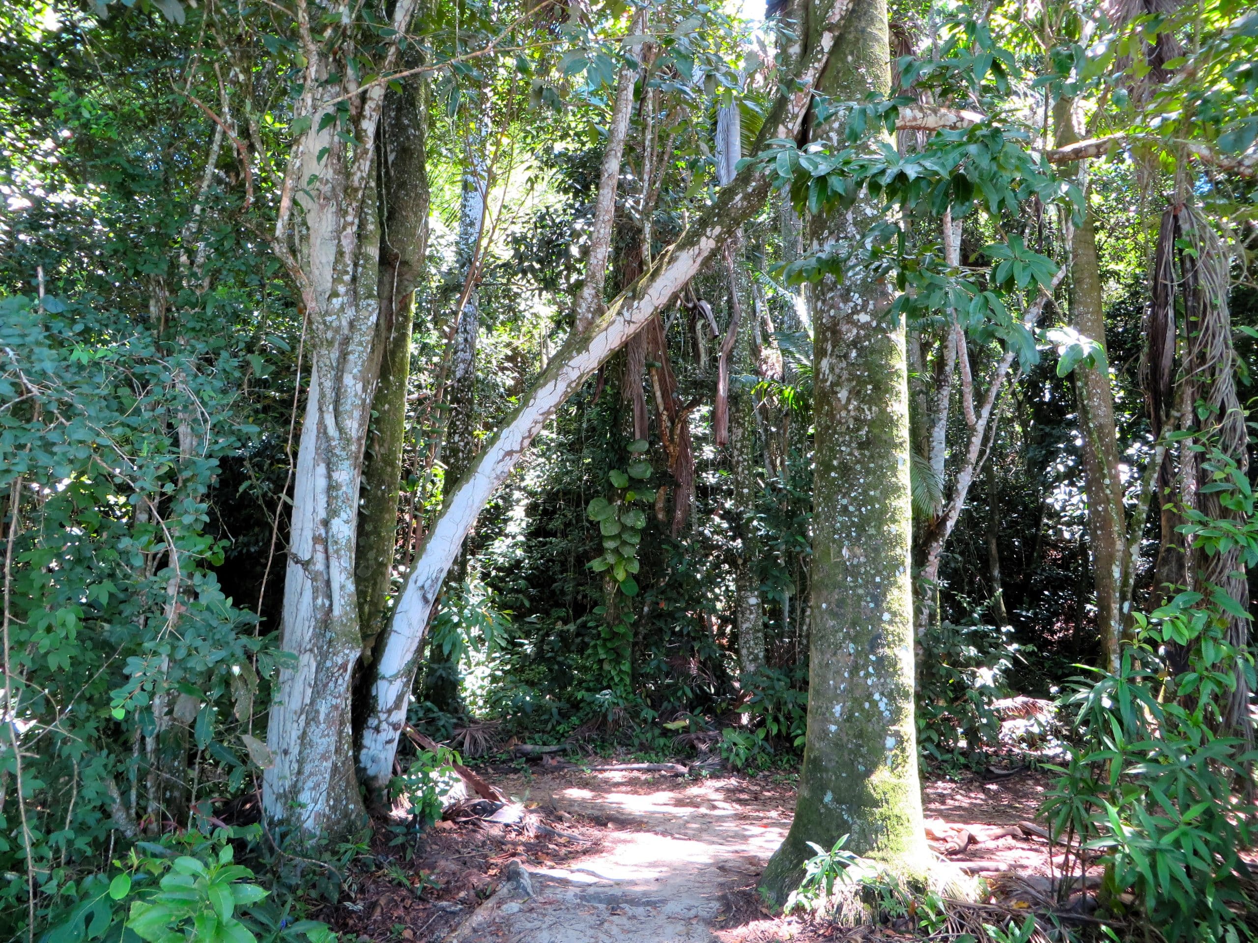 Hiking the Abraão Loop rainforest trees