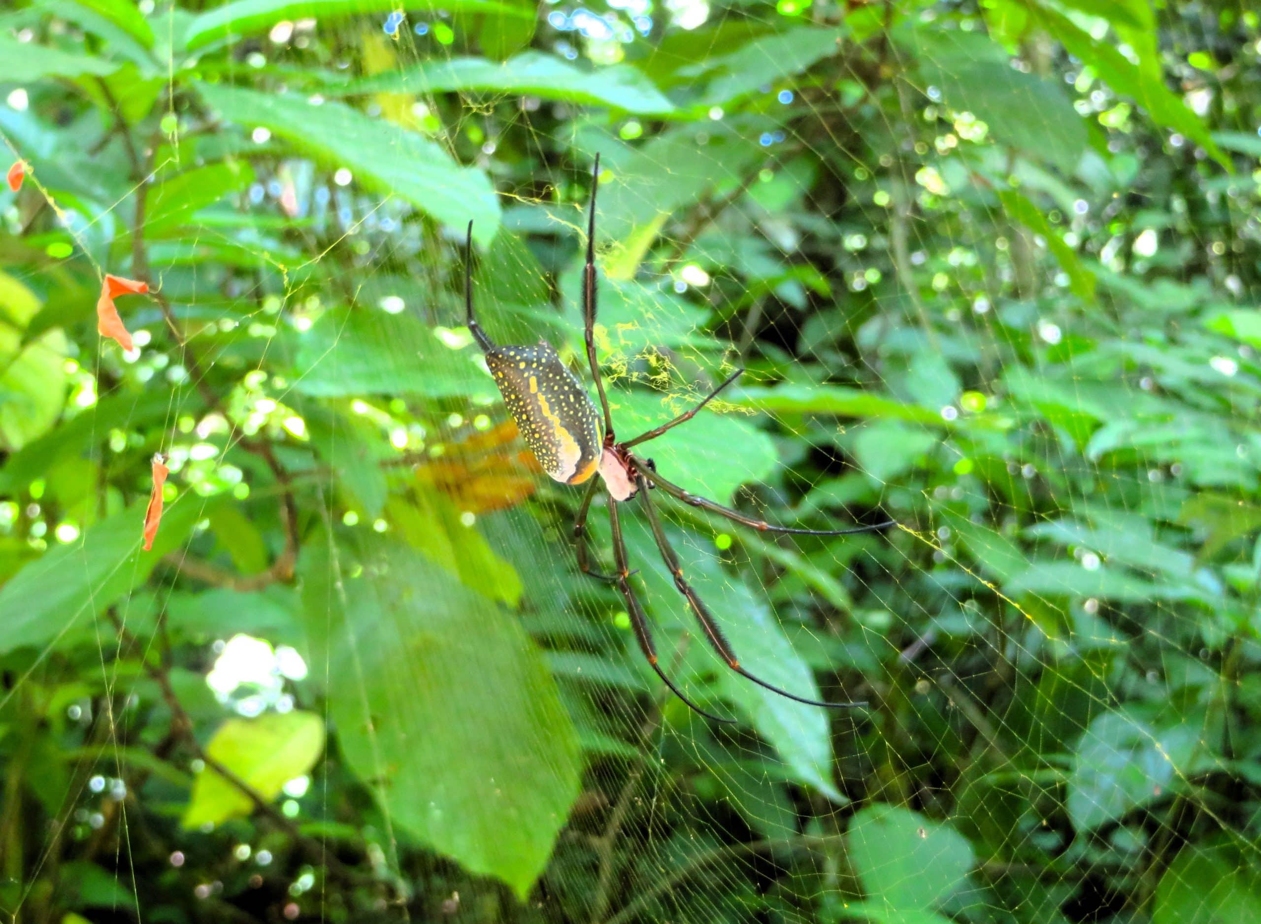Hiking the Abraão Loop large spider