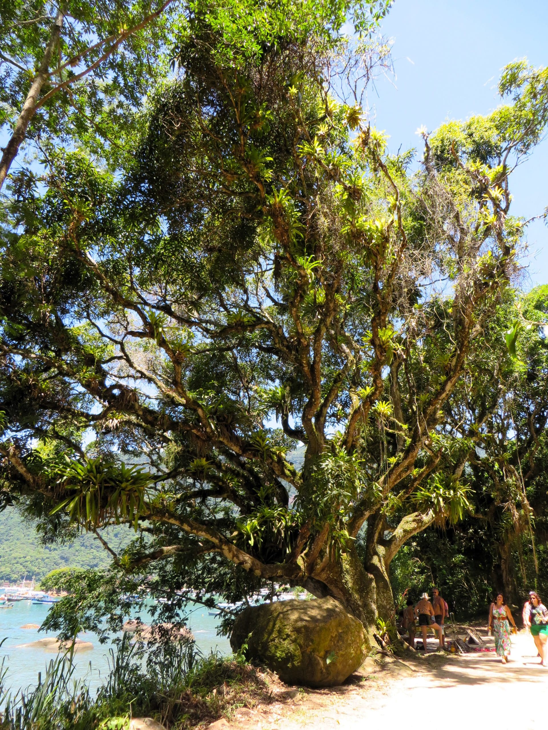 Hiking the Abraão Loop large tree